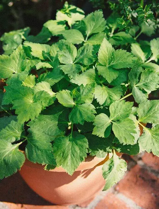 Best Japanese Herbs 2