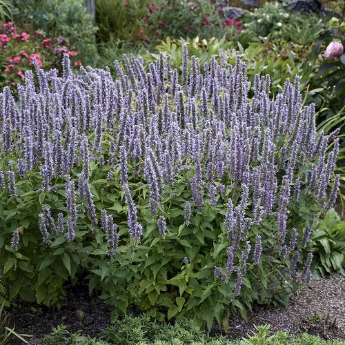 Plants That Can Withstand Drought 2