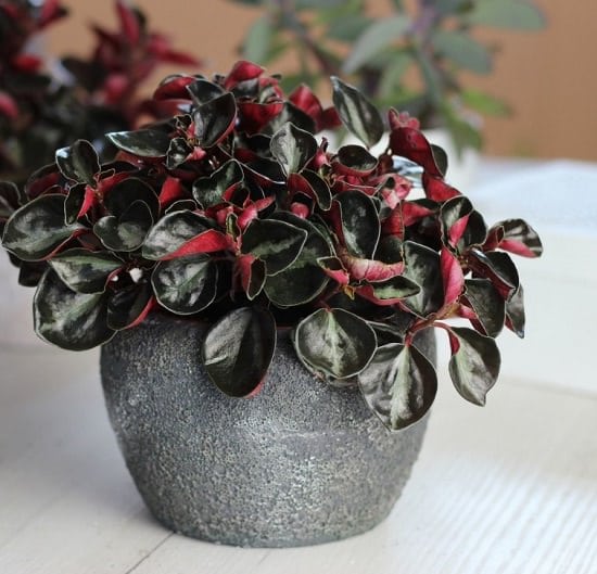 19 Best Peperomia Types | Peperomia Plant Varieties