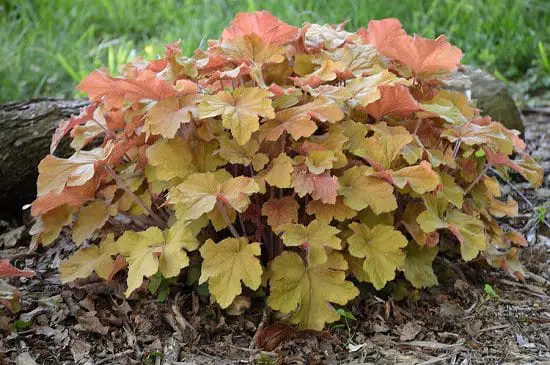 Amazing Best Heuchera Varieties