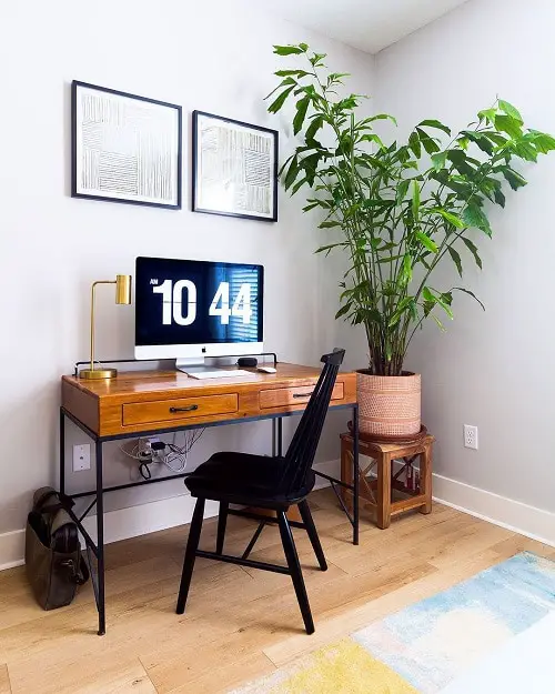 Best Large Indoor Plants-Fishtail Palm