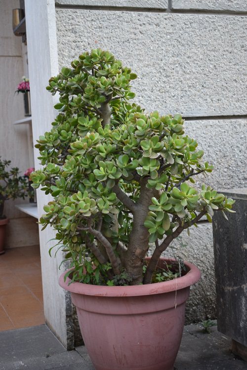 drought tolerant plants 5