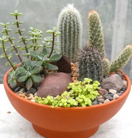 Cactus Dish Garden Ideas 3