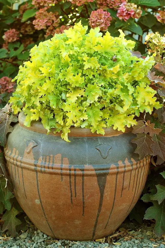 top Outdoor Indirect Sunlight Plants for Containers
