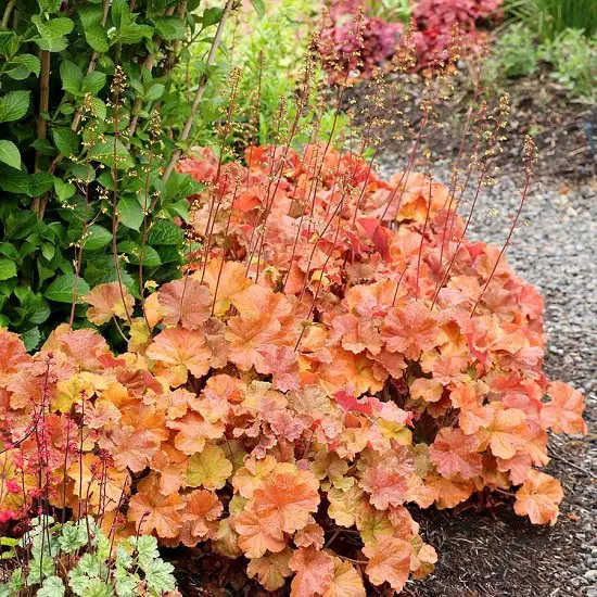 Best Heuchera Varieties in garden