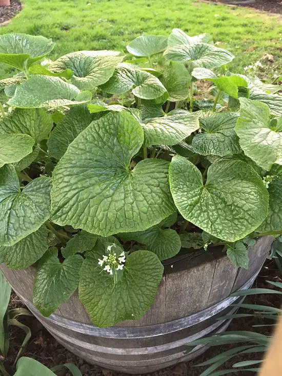 Best Japanese Herbs 5