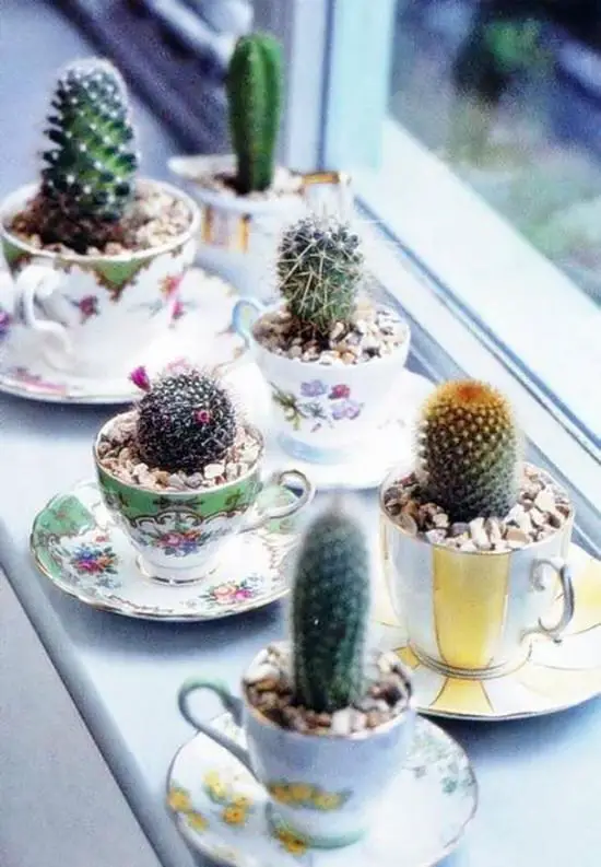 DIY Cactus Garden Ideas 4