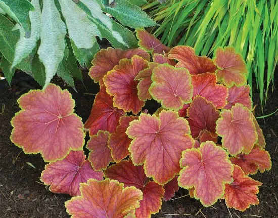 Amazing Heuchera Varieties in garden