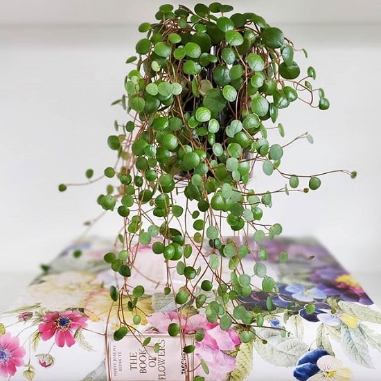 19 Best Peperomia Types | Peperomia Plant Varieties