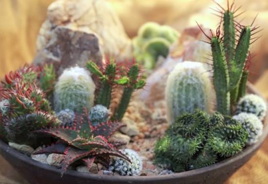 Cactus Dish Garden Ideas 5