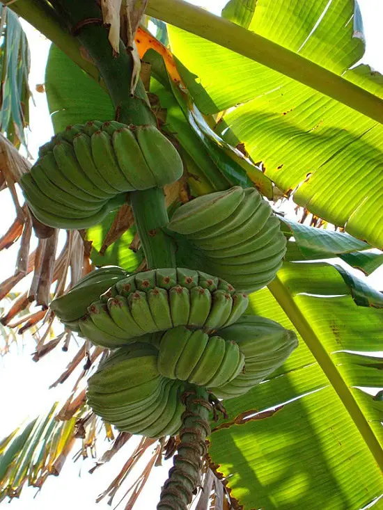 Types of Bananas 5