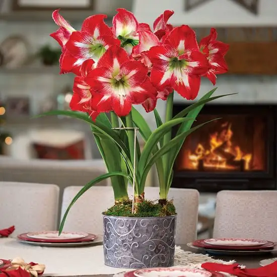 Growing Amaryllis Indoors