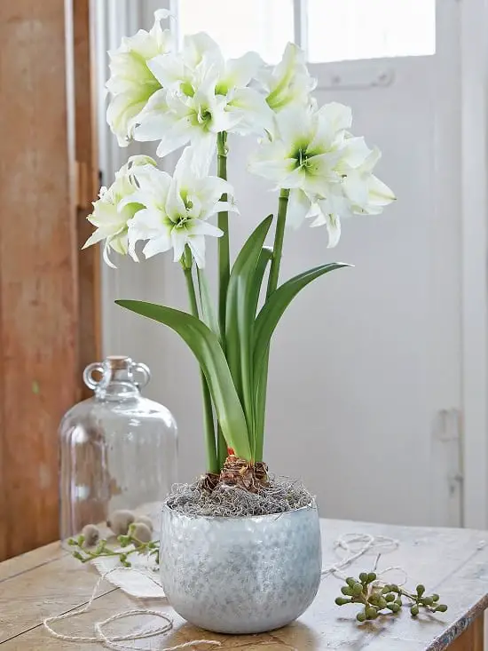 Amaryllis Care