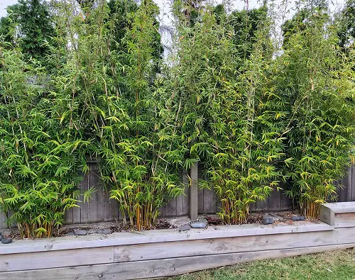 Golden Goddess hedge 