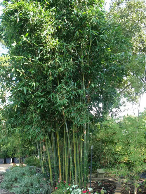 Best Giant Timber Bamboo for a Hedge 9