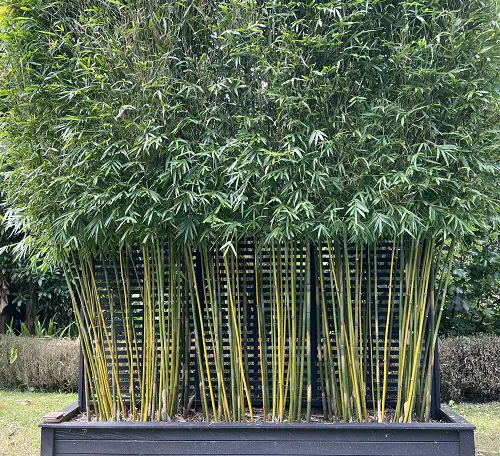graceful bamboo for a Hedge