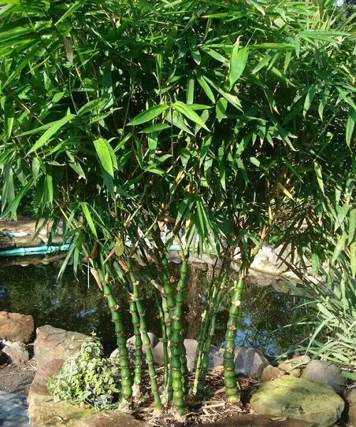 Dwarf Buddha Belly Bamboo for a Hedge