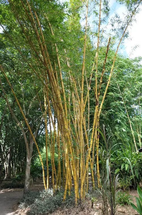Bicolor Bamboo