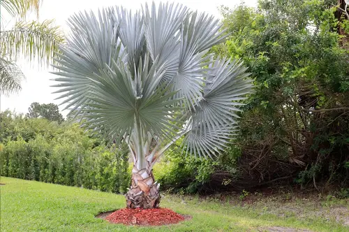 Types of Florida Palm Trees in garden