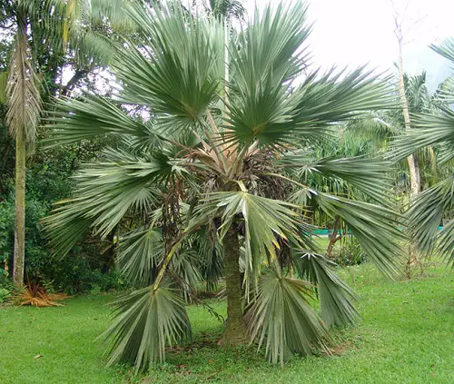 lovely species of palm trees in Florida
