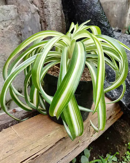 Different Varieties of Spider Plants