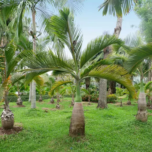 beautiful species of palm trees in Florida
