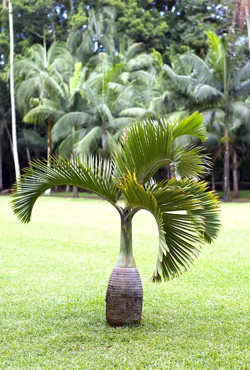 Palm Tree 