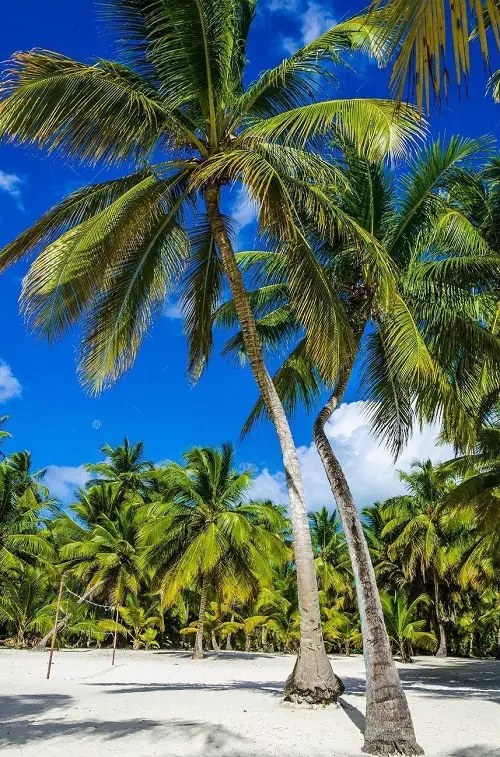 Florida's Finest Palm Trees