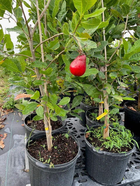 Cashew Tree Care