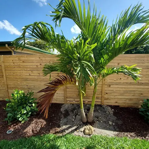 lovely species of palm trees in Florida
