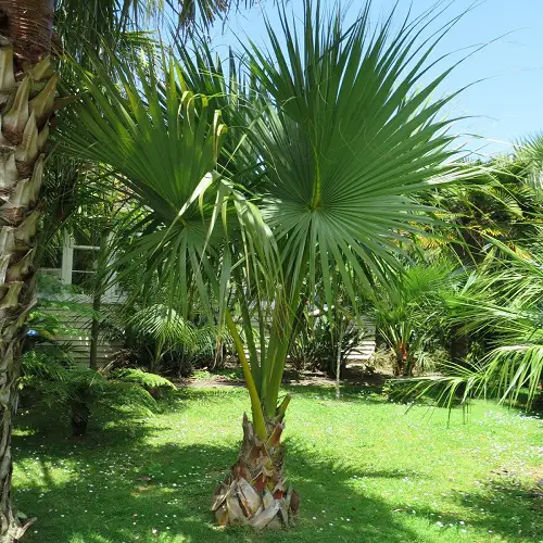 beautiful Types of Florida Palm Trees