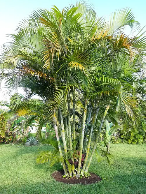 top Types of Florida Palm Trees