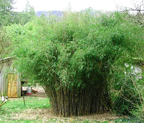 Blue Fountain Bamboo for a Hedge 13