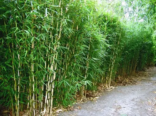 campbell Bamboo for a Hedge 7