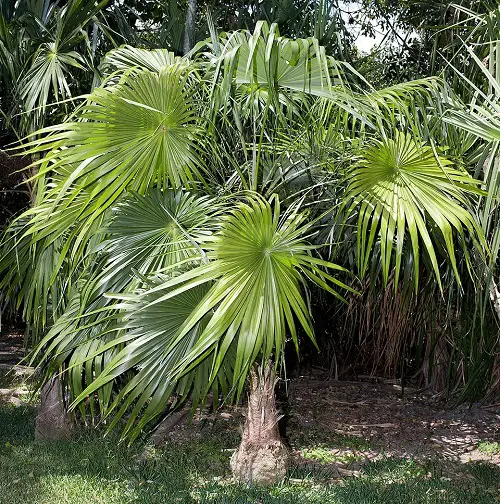 Types of Florida Palm Trees
