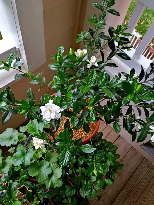 Gardenia Plant Care 34