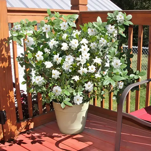 Growing Gardenias in Pots