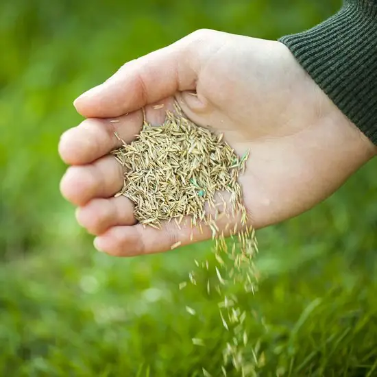 Does Grass Seeds Go Bad