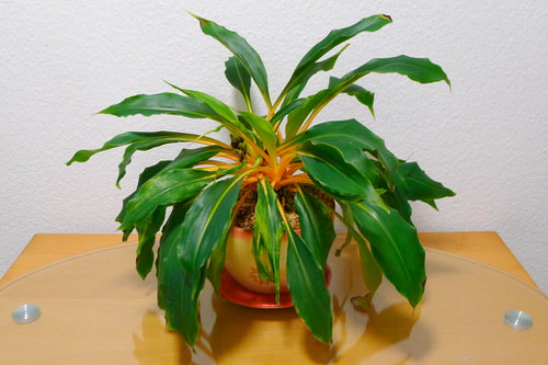 Various Types of Spider Plants