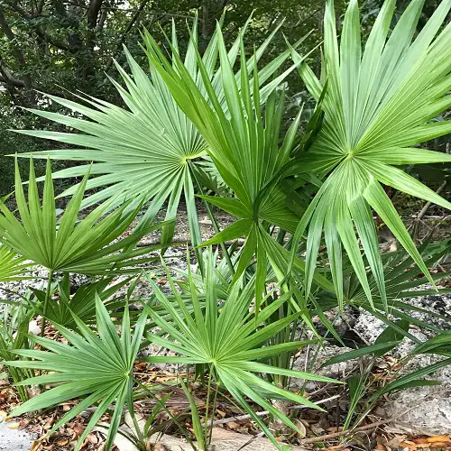 Types of Florida Palm Trees in yard