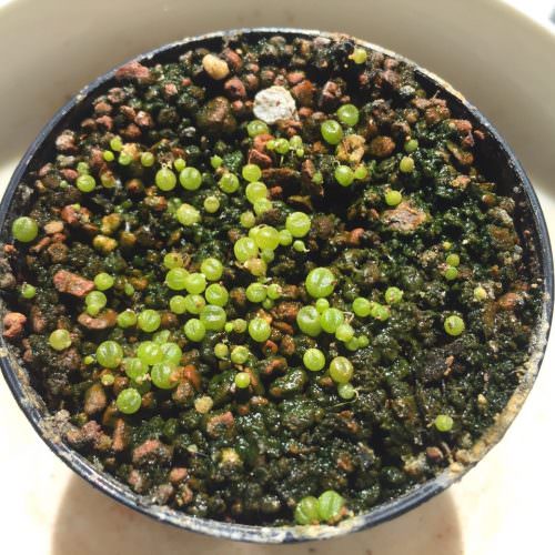 Growing Lithops from Seeds