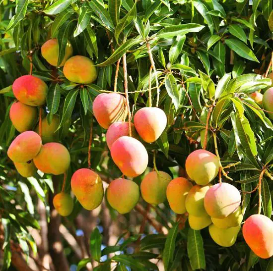 Different Types of Mangoes Haden