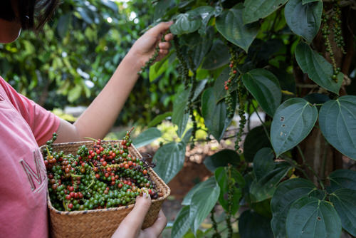 How to Grow Black Pepper Plant 3