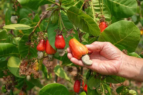 Harvesting and Cashew Nut Processing