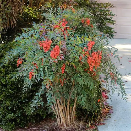 Best Heavenly Bamboo for a Hedge 11