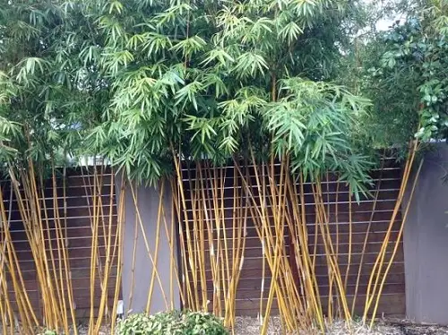 top Bamboo for a Hedge 3