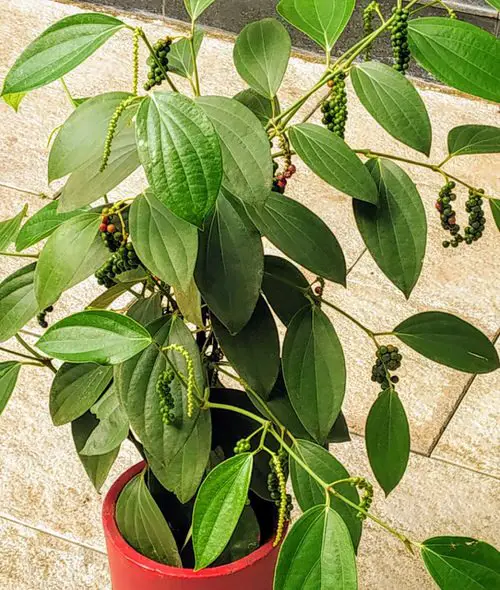 How to Grow Black Pepper Plant?