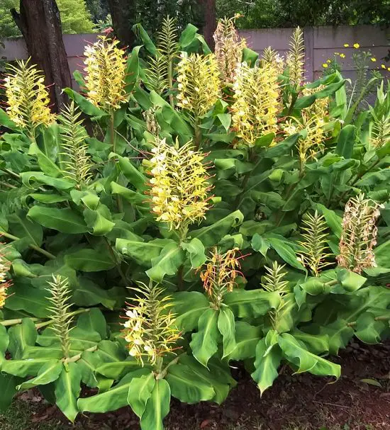Strong-smelling, fragrant flowers that bloom at night