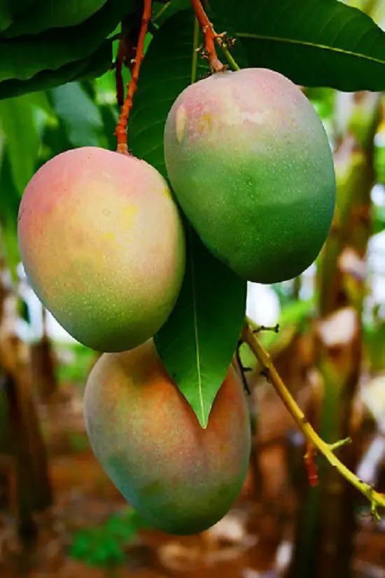 Different Types of Mangoes Kent