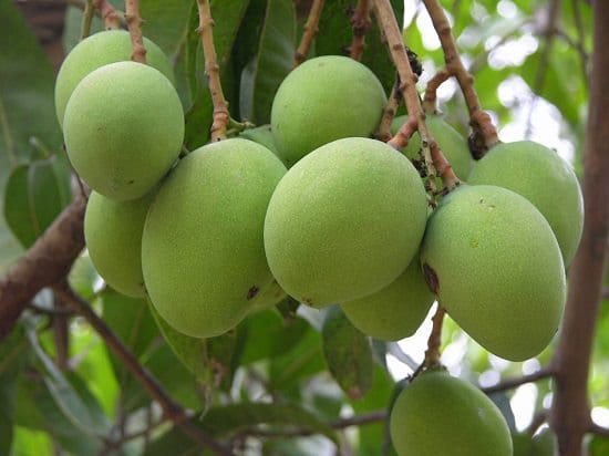 Different Types of Mangoes Kesar